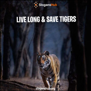 700 Catchy Save Tiger Slogans & Catchy Save Tiger Sayings