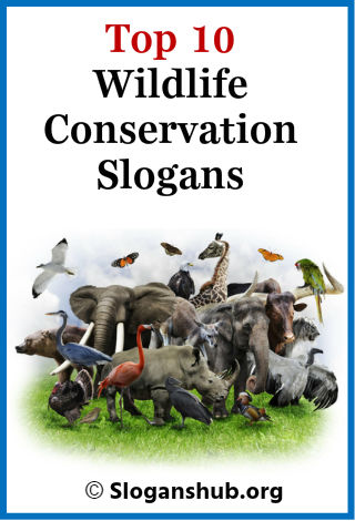 67 Best Wildlife Conservation Slogans & Sayings
