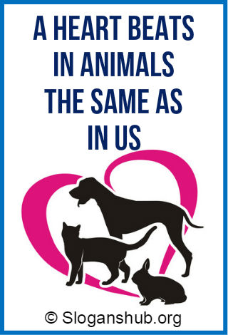 Animal Care Slogans