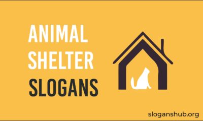 animal shelter slogans