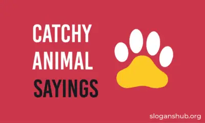 Catchy Animal Sayings