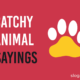 Catchy Animal Sayings