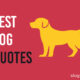 Best Dog Quotes
