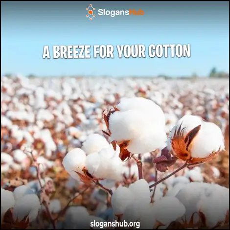 Cotton Slogans for Clothing
