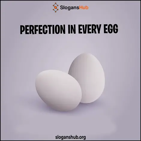 Slogan for Egg Business